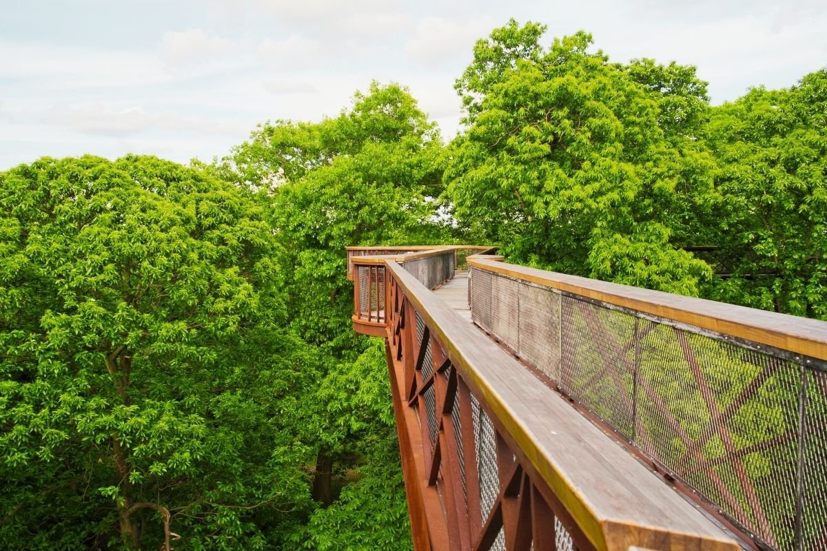 Kew Gardens Treetop Walkway — canopy-level views and a memorable stop for first-timers