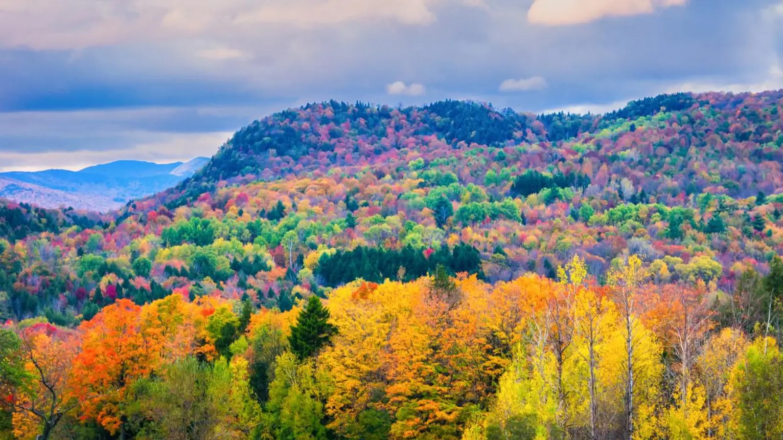 A patchwork of autumn-colored trees covers a hillside above a bright green meadow.