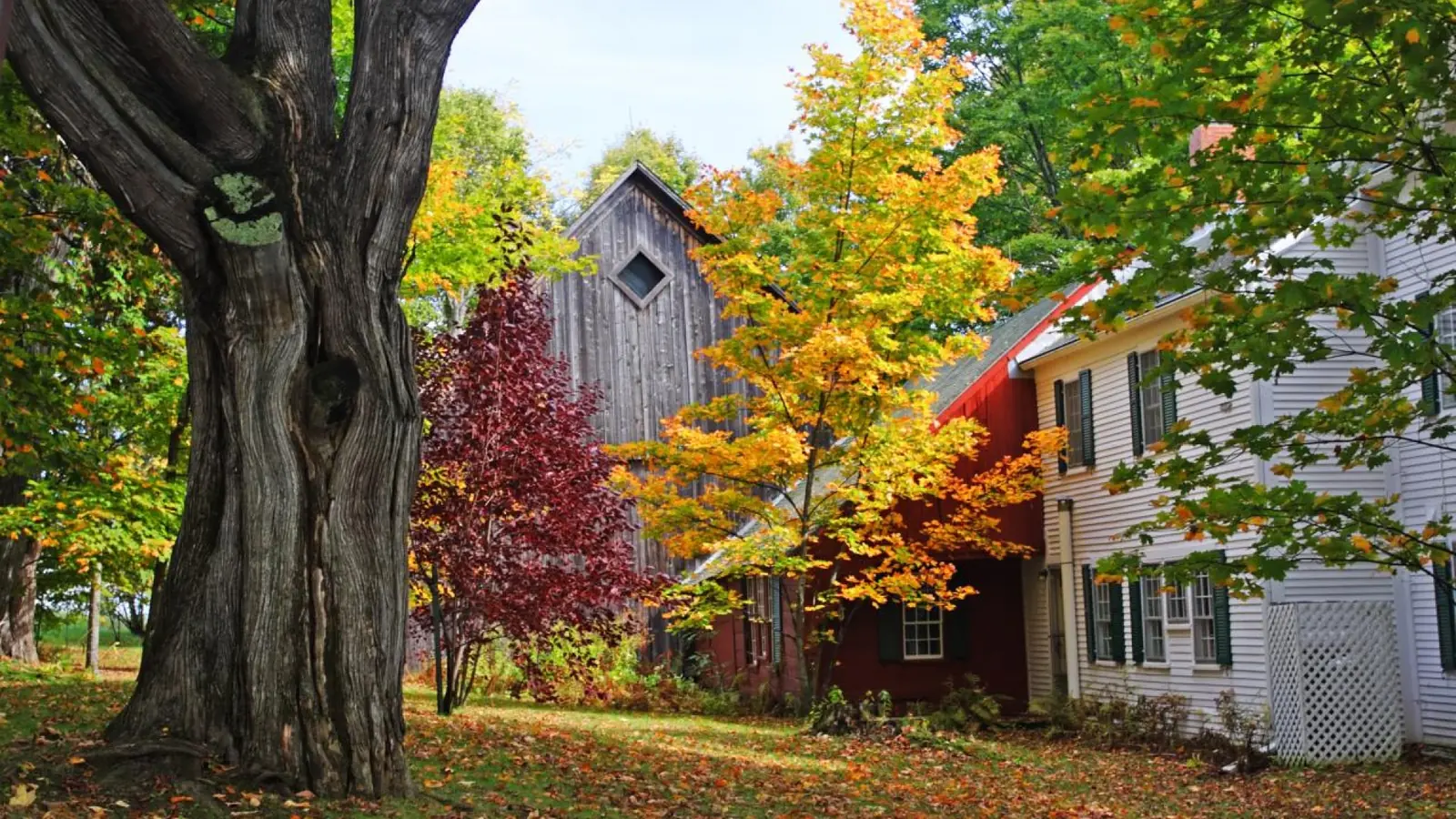 Rural homes sit beneath a large tree surrounded by early fall leaves.