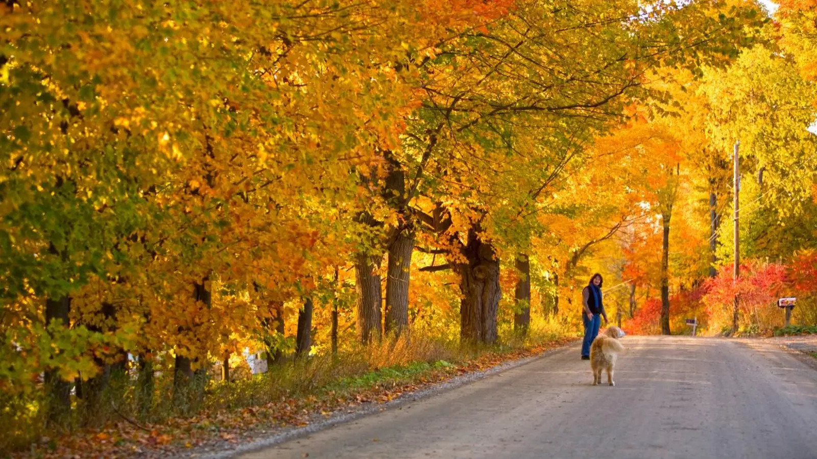 A person walks a dog along a road framed by fall foliage in Vermont.